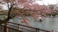 写真 2018-04-05 19 14 19