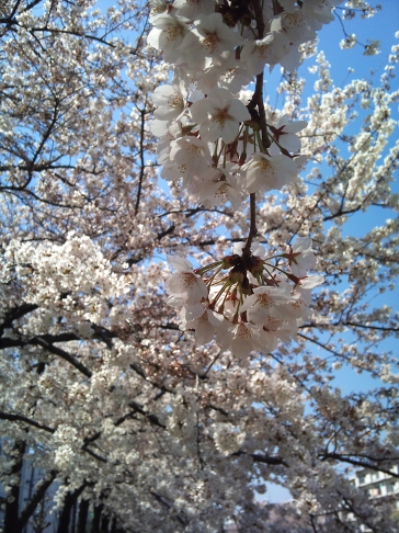 2012-04-08 mini.jpg